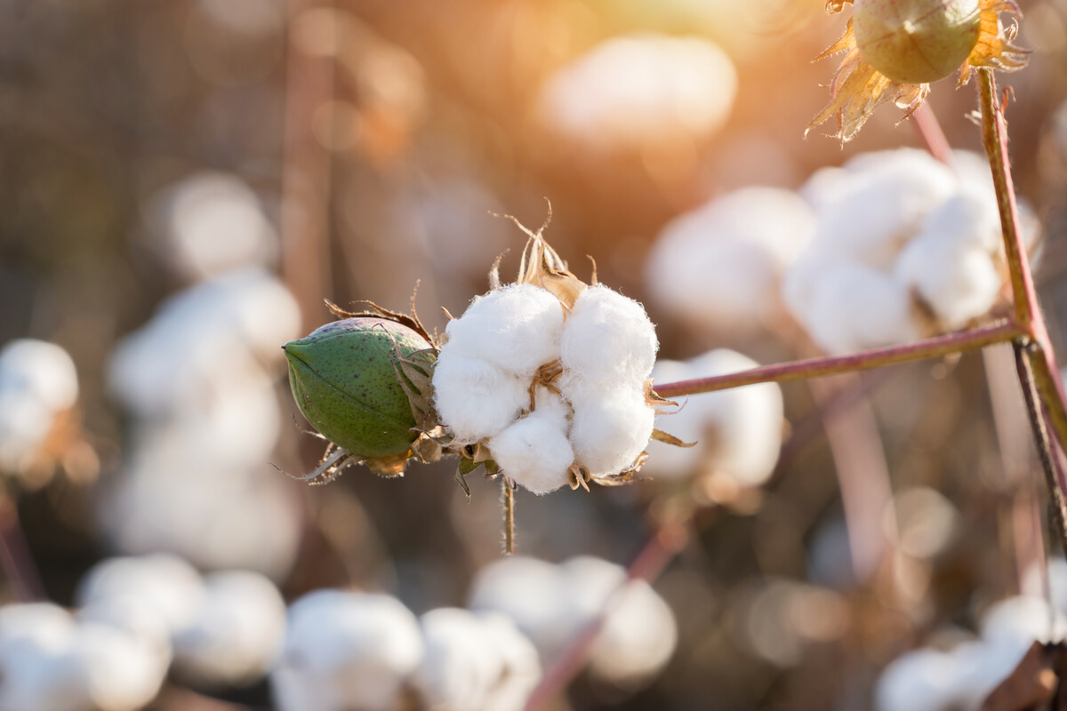 Cotton bud RGB