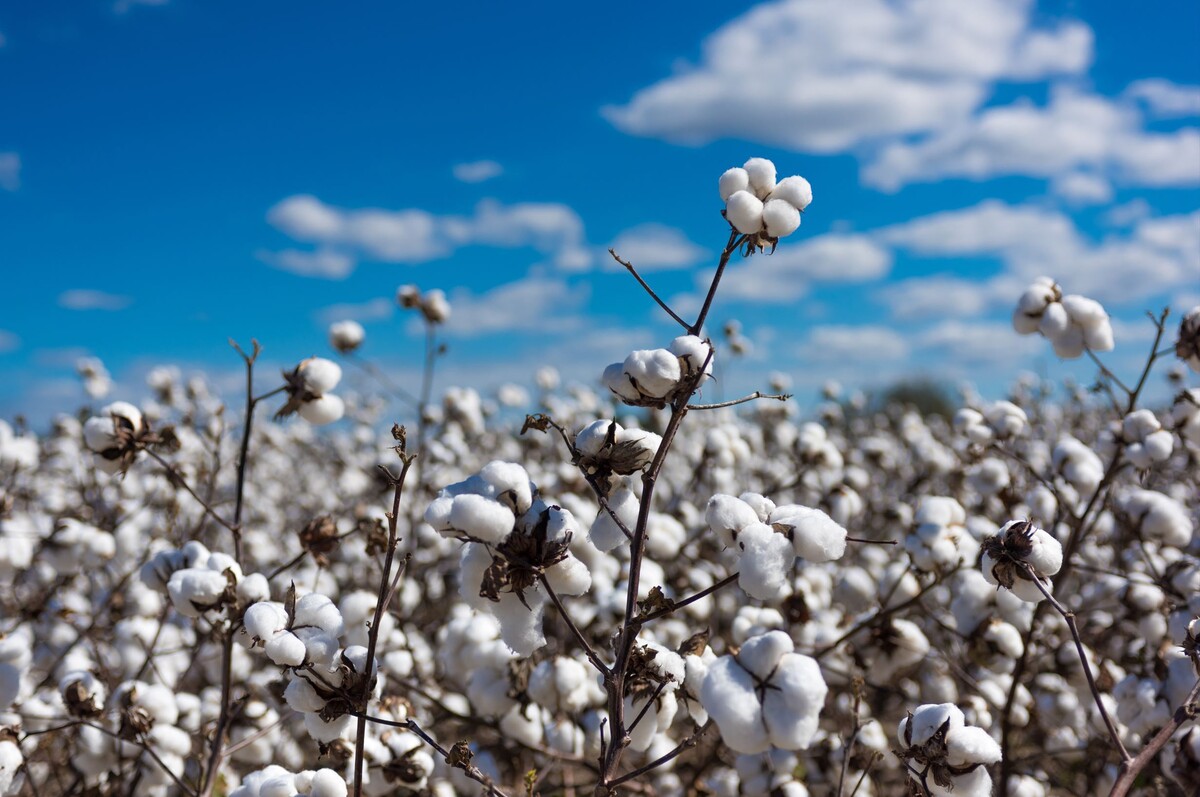 Cotton field