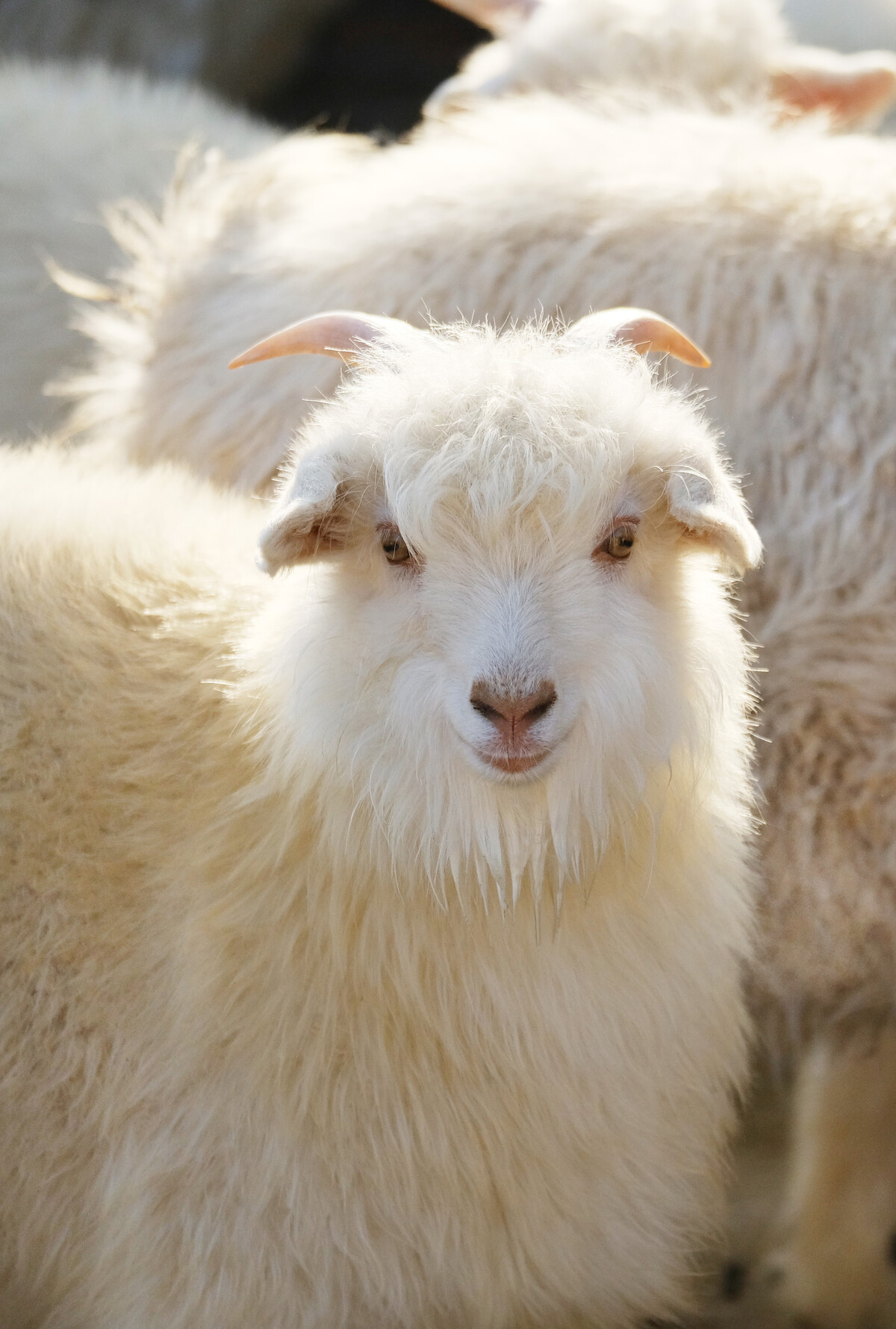 FTC goat